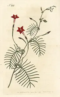 Sansom: Cypress vine, Ipomoea quamoclit