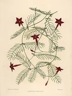 Ninian: Cypress vine, Ipomoea quamoclit