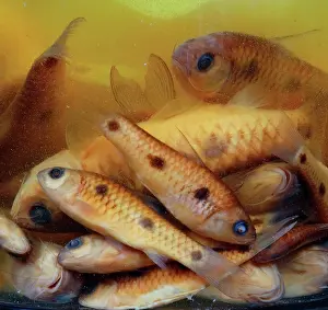 Cypriniform: Cyprinid fish