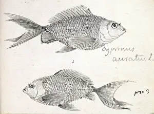 Goldfish: Cyprinus auratus, goldfish