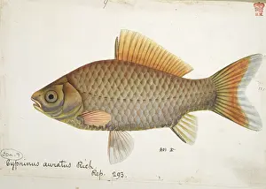 Goldfish: Cyprinus auratus, goldfish