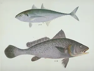 Goldfish: Cyprinus auratus, goldfish