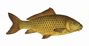 Carp: Cyprinus carpio, or Common Carp
