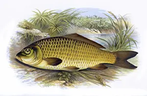 Carp: Cyprinus carpio, or Common Carp