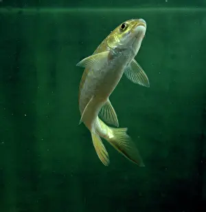 Goldfish: Cyprinus carpio, koi carp
