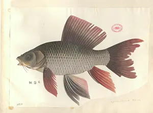 Carp: Cyprinus hybiscoides, common carp