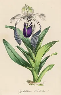 Cypripedium: CYPRIPEDIUM BARBATUM