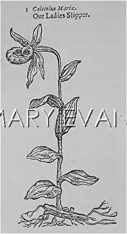 Cypripedium: CYPRIPEDIUM CALCEOLIS
