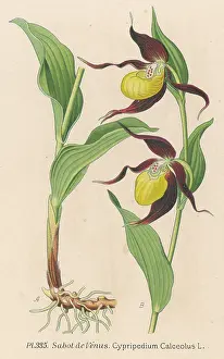 Sabot: CYPRIPEDIUM CALCEOLUS