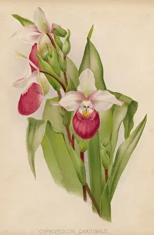 Cypripedium: CYPRIPEDIUM CARDINALE
