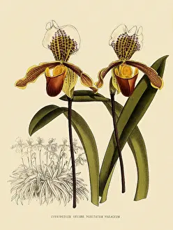 Orchids: Cypripedium Insigne Punctatum Violaceum