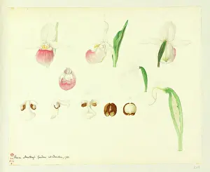 1788: Cypripedium reginae