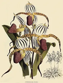 Orchids: Cypripedium Stonei