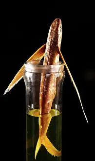 Forked: Cypselurus californicus, four-winged flyingfish
