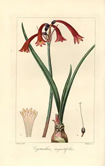 Angustifolius: Cyrtanthus angustifolius
