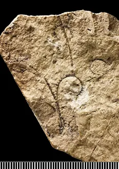 Fossilised: Cyrtograptus, graptolite