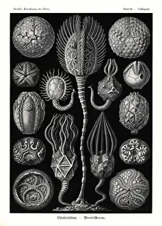 Glitsch: Cystoidea extinct echinoderms