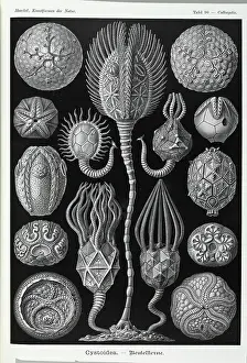 Echinoderm: Cystoidea; extinct stalked echinoderm
