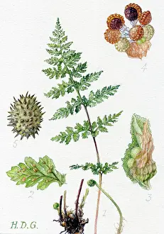 Fragilis: Cystopteris fragilis