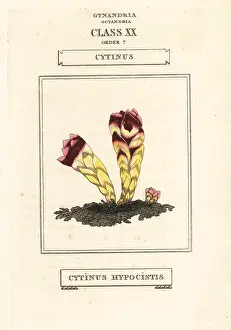 Duppa: Cytinus hypocistis