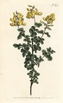 Sansom: Cytisophyllum sessilifolium