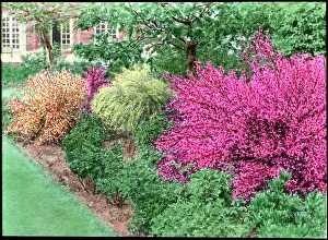 Malby: Cytisus border (Broom)