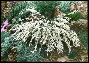 Delicate: Cytisus Kimensis (Broom)