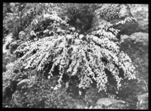 Delicate: Cytisus Kimensis (Broom)