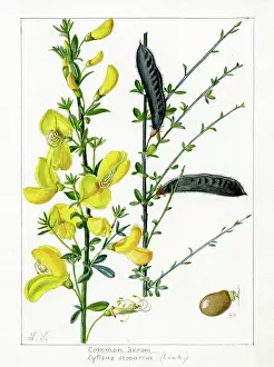 Snelling: Cytisus scoparius - common broom
