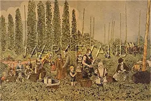 Zatec: CZECH HOP-PICKING