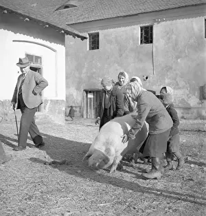 Cornering: Czechoslovakia - 1939 - pig