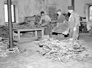 Purses: Czechoslovakia 1947. Hundreds of skins from small