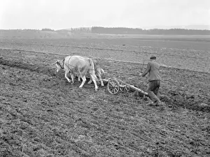 Prace: Czechoslovakia - 1949. Cooperative farmer walks
