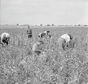 Chamomile: Czechoslovakia - Pernstejn 1950. Employees of