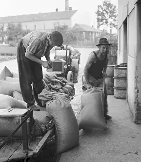 Milled: Czechoslovakia - Reporyje 1948. Harvested wheat