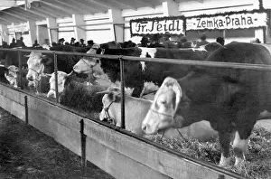Prazske: Czechoslovakia, showcase milk cows
