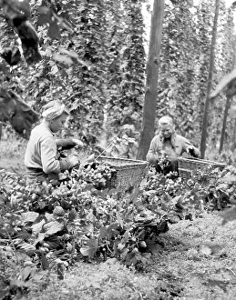 Ingredience: Czechoslovakia - Zatec - hops harvest