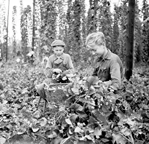 Ingredience: Czechoslovakia - Zatec - hops harvest
