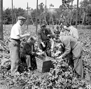 Ingredience: Czechoslovakia - Zatec - hops harvest