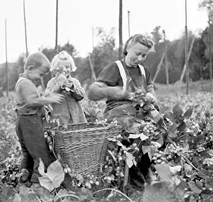 Ingredience: Czechoslovakia - Zatec - hops harvest