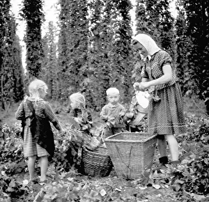 Ingredience: Czechoslovakia - Zatec - hops harvest