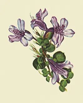 Nearly: D. Thunbergiiflora