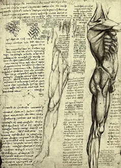 Nerves: da Vinci's Man Machine