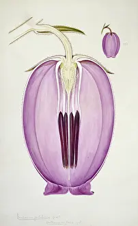 Ericaceae: Daboecia polifolia, heather