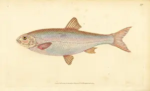 Dace: Dace, Leuciscus leuciscus