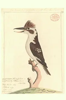 Coraciiformes: Dacela novaeguineae, laughing kookaburra