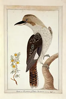 Coraciiformes: Dacelo novaeguineae, laughing kookaburra