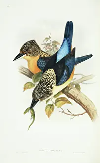 Spangled: Dacelo tyro, spangled kookaburra