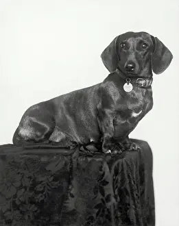 Horovitz: Dachshund