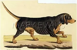 Forelegs: DACHSHUND